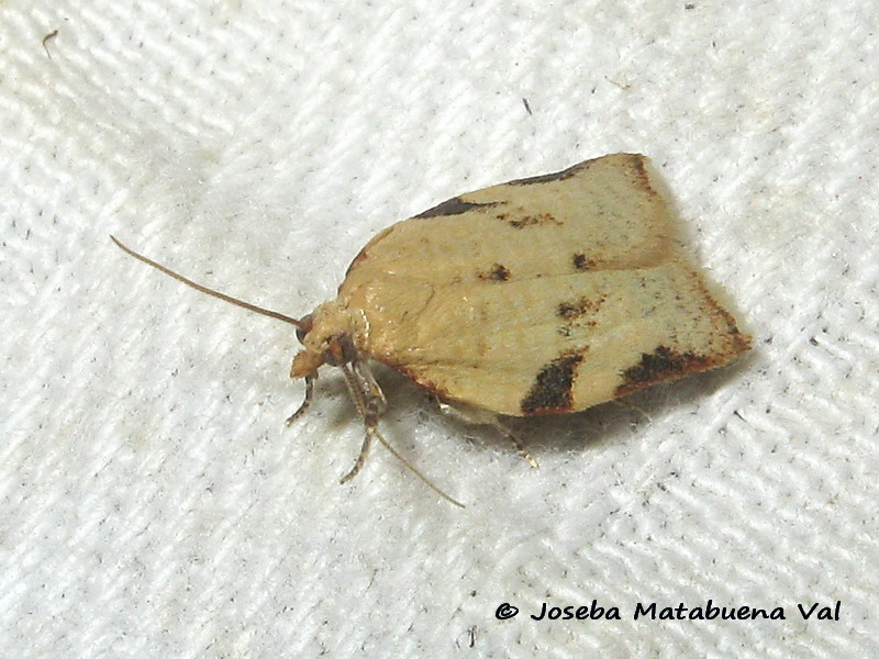 Tortricidae 1da ID: Clepsis siciliana